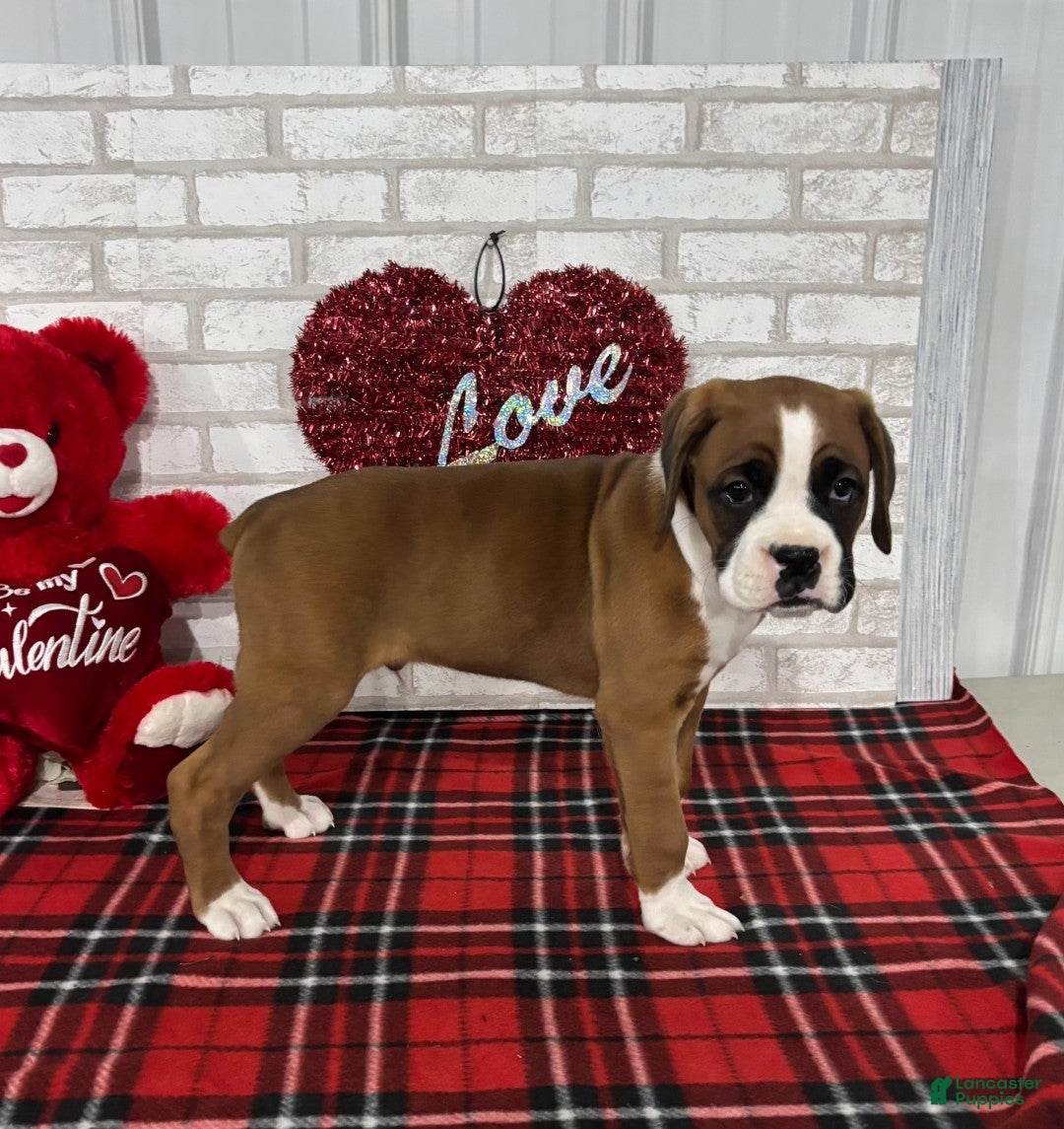 Boxer dogs for sale: Kobe - Ad 5