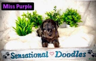 Goldendoodle dogs Miss Purple - Ad 2