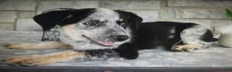 Mixed Breed dogs for sale: Mixed Breed 1 Coyote - Ad 4