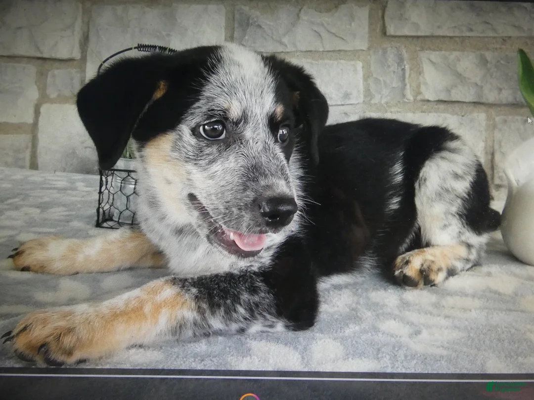 Mixed Breed dogs for sale: Mixed Breed 1 Coyote - Ad 4