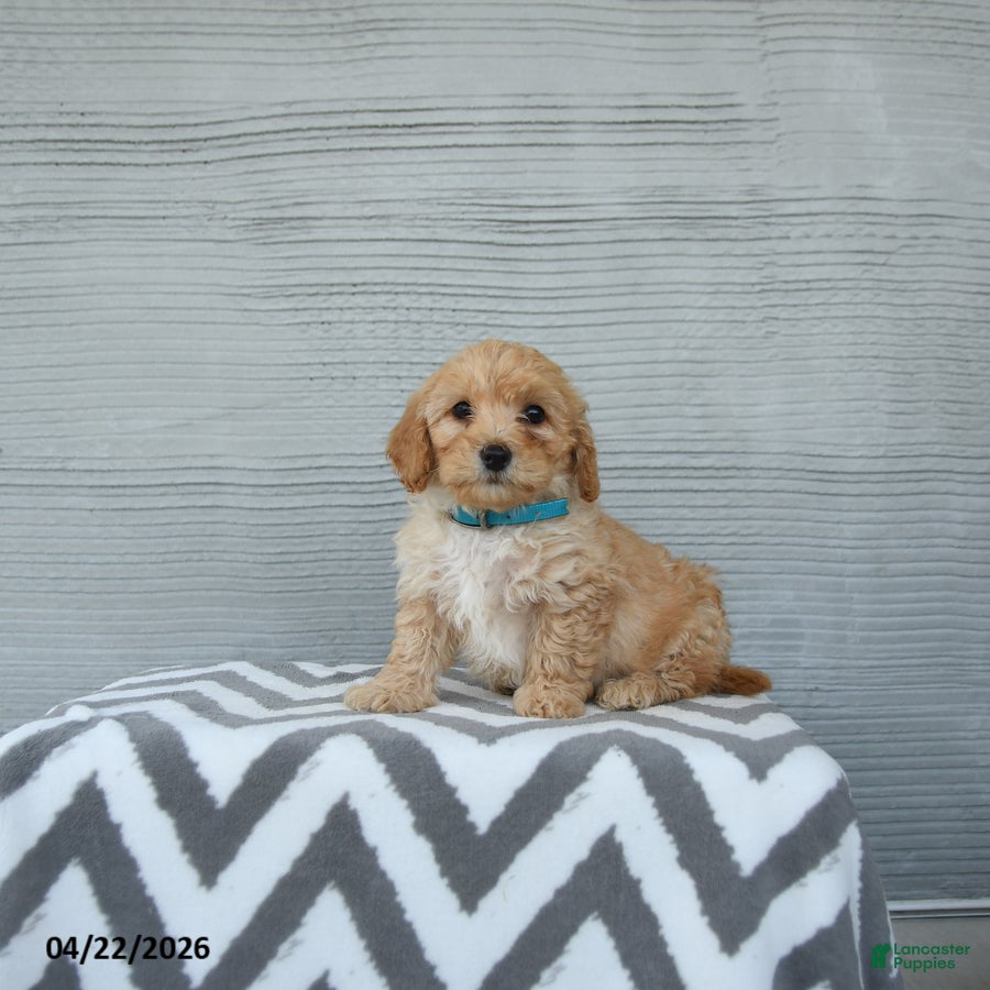 Shihpoo dogs Frankie - Ad 1