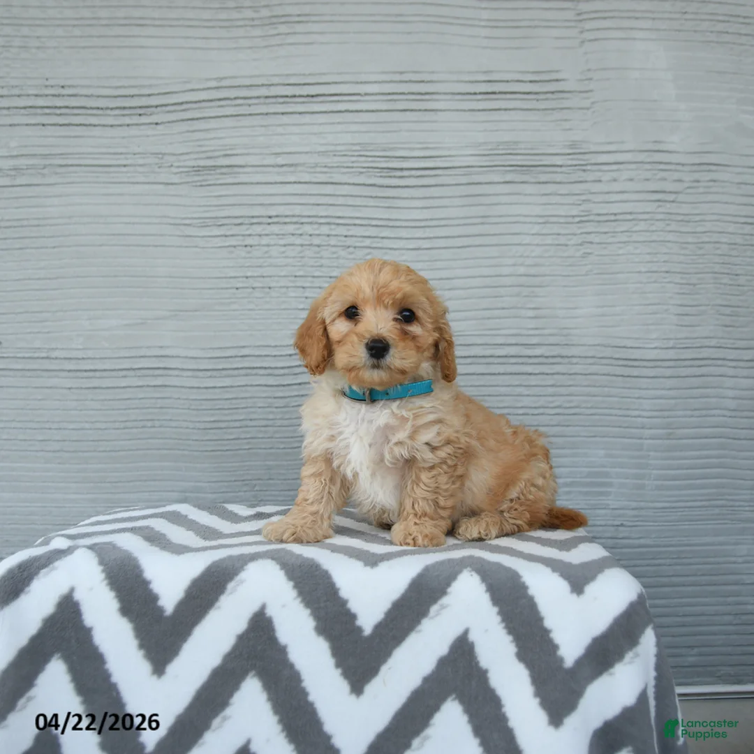 Shihpoo dogs for sale: Frankie - Ad 1