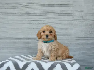 Shihpoo dogs for sale: Frankie - Ad 3