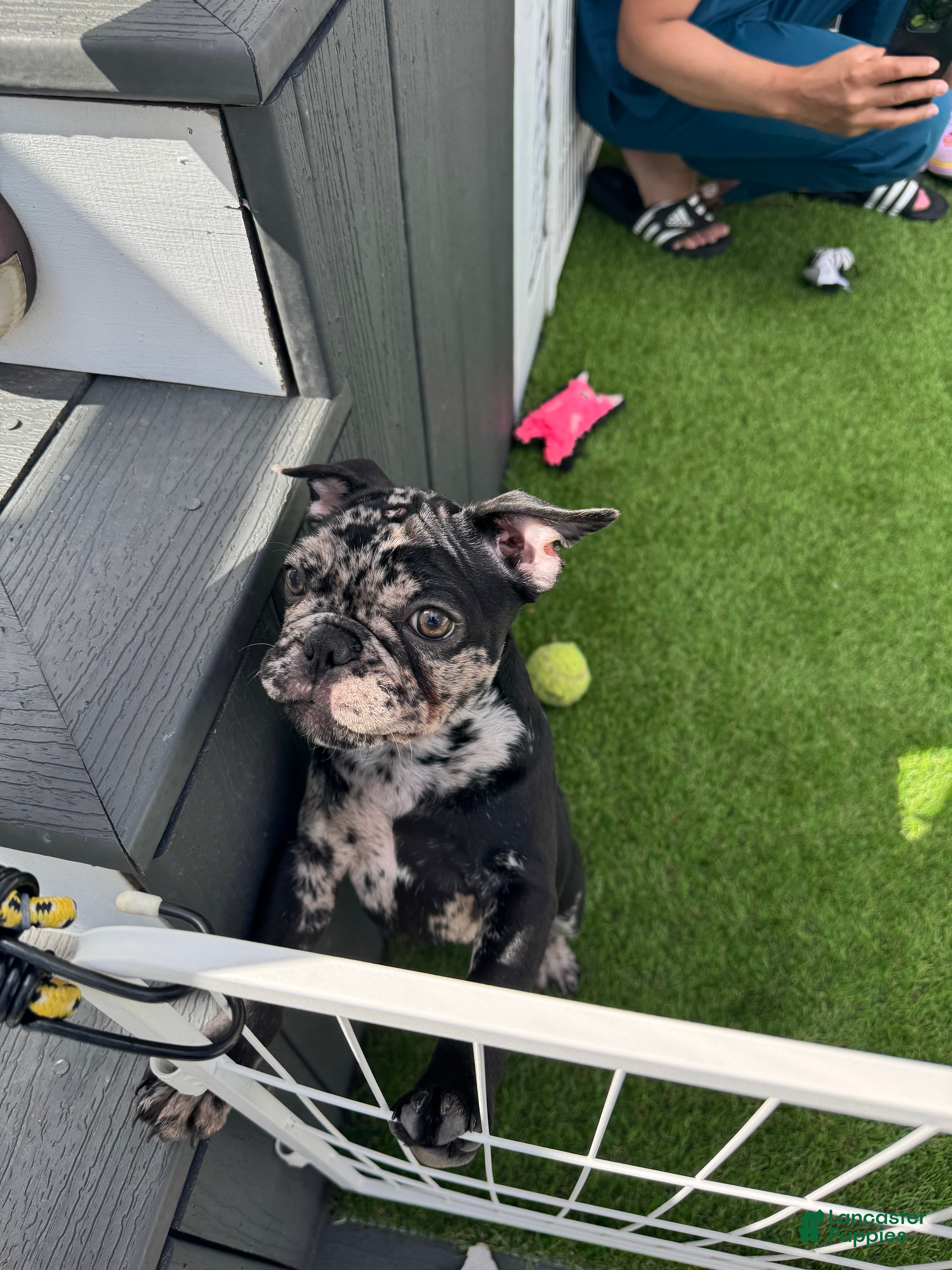 French Bulldog dogs French Bulldog Puppy 2 - Ad 2