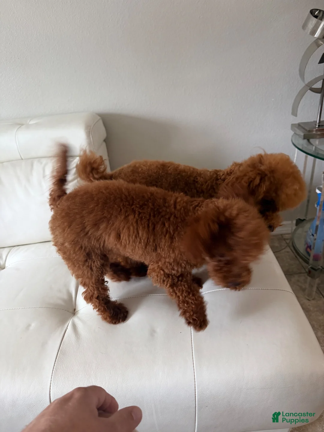 Toy Poodle dogs for sale: ❤️🐻 AKC Mahogany Red Male Teacup Toy Poodle 🐻❤️ - Ad 8