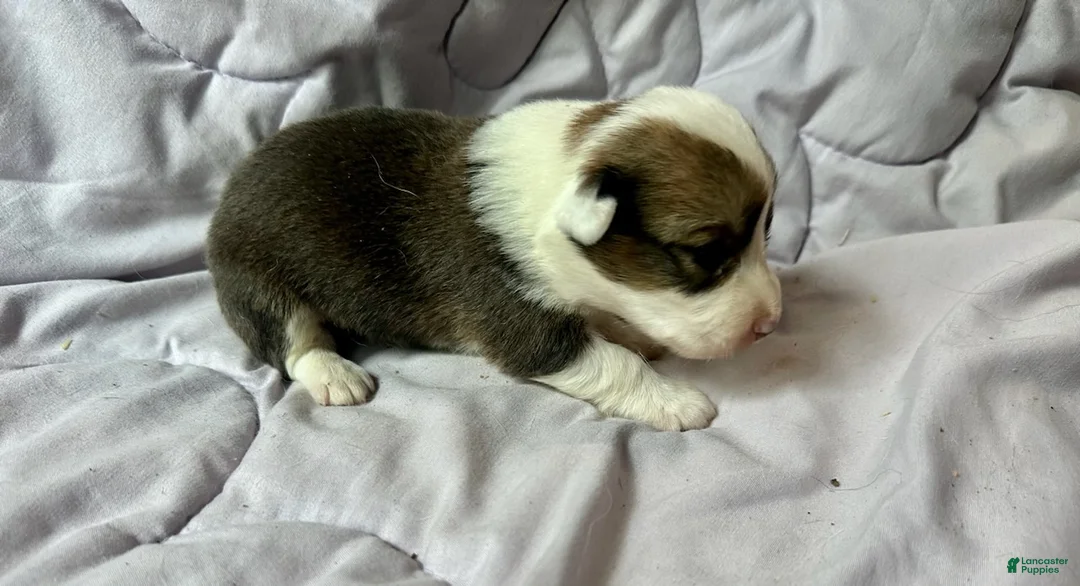 American Corgi dogs for sale: Sable female - Ad 2