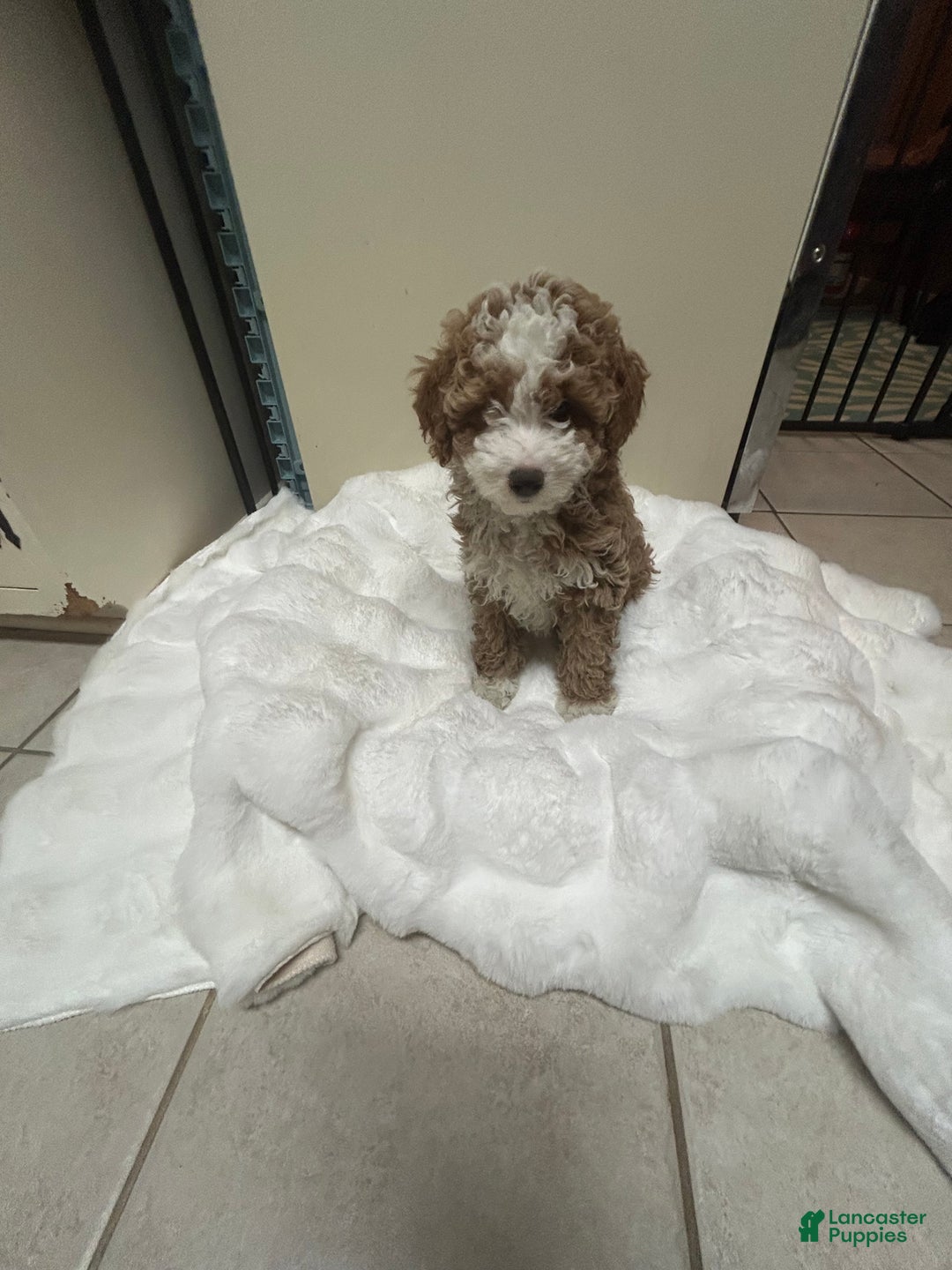 Mini Goldendoodle dogs for sale: Petite Tuxedo Mini Goldendoodle Mr. Perfection - Ad 7