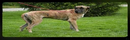 Great Dane dogs for sale: Layla - Ad 6