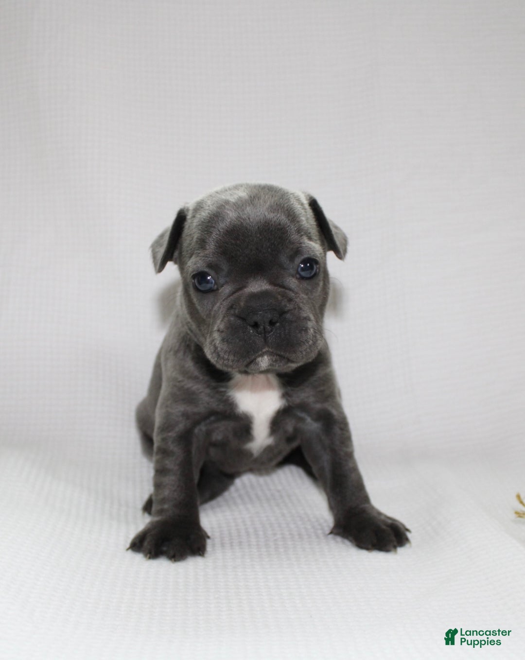 Frenchton dogs for sale: Paisley - Ad 5