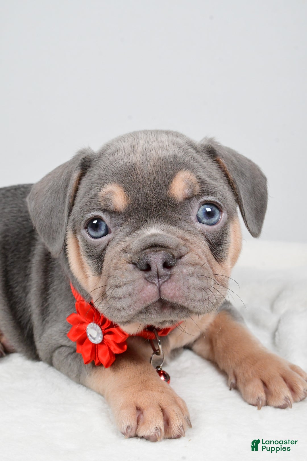 French Bulldog dogs for sale: Wren - Ad 4