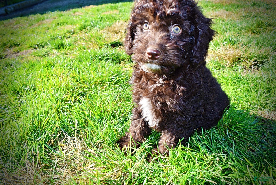 Havapoo dogs for sale: Iggy - Ad 18