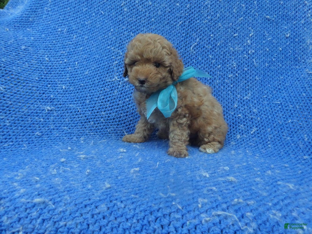 Toy Poodle dogs Jace  - Ad 38