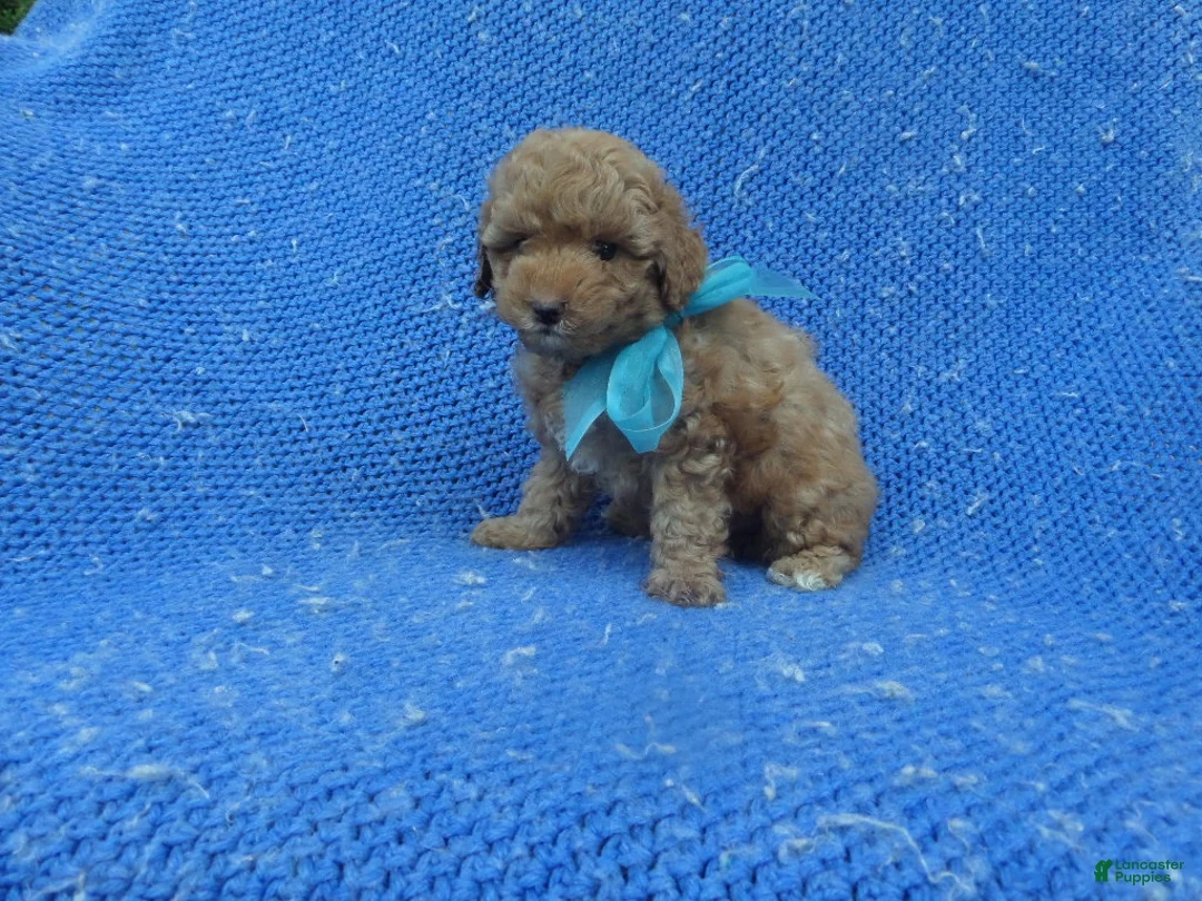 Toy Poodle dogs for sale: Jace  - Ad 1
