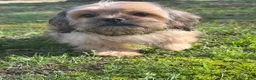 Mixed Breed dogs for sale: Rocky - Ad 5