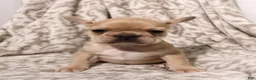 French Bulldog dogs for sale: Luna - Ad 8