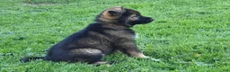 German Shepherd dogs for sale: Otis - Ad 3