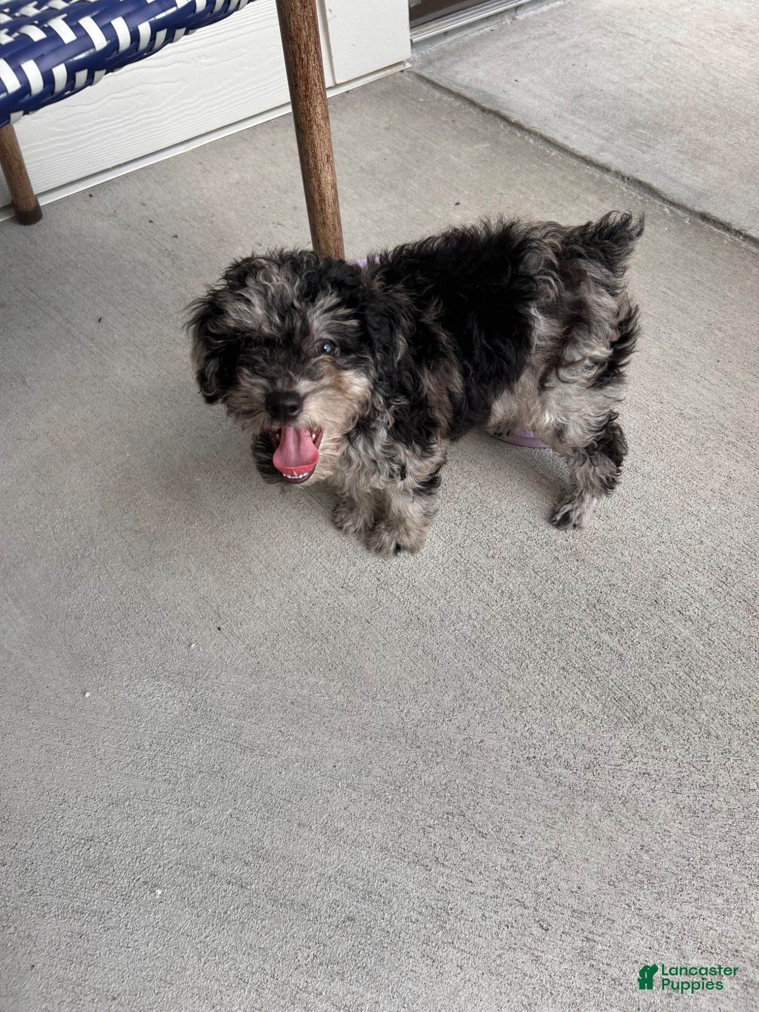 Toy Poodle dogs Toy Poodle Puppy 1 - Ad 17