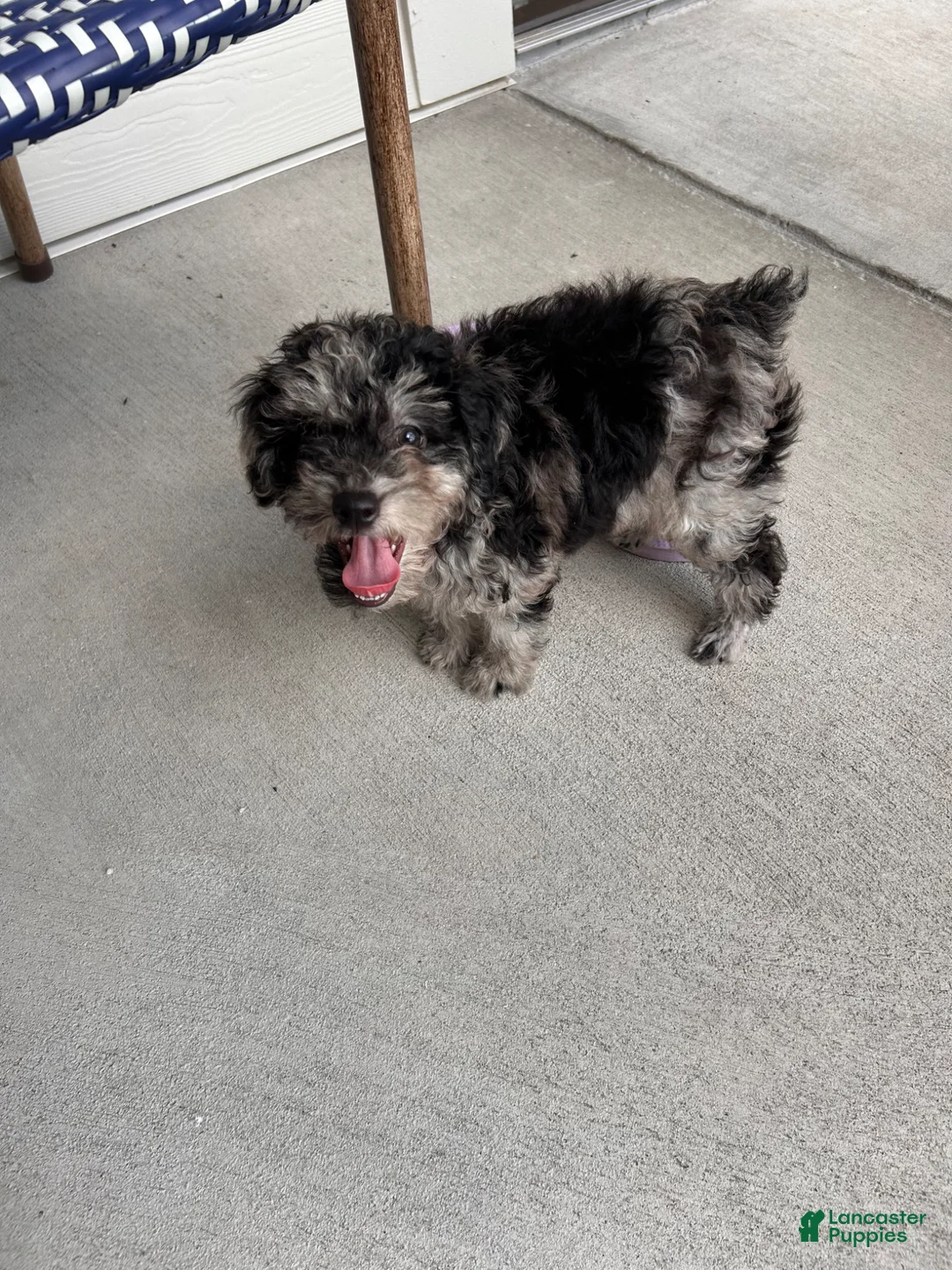Toy Poodle dogs for sale: Toy Poodle Puppy 1 - Ad 1