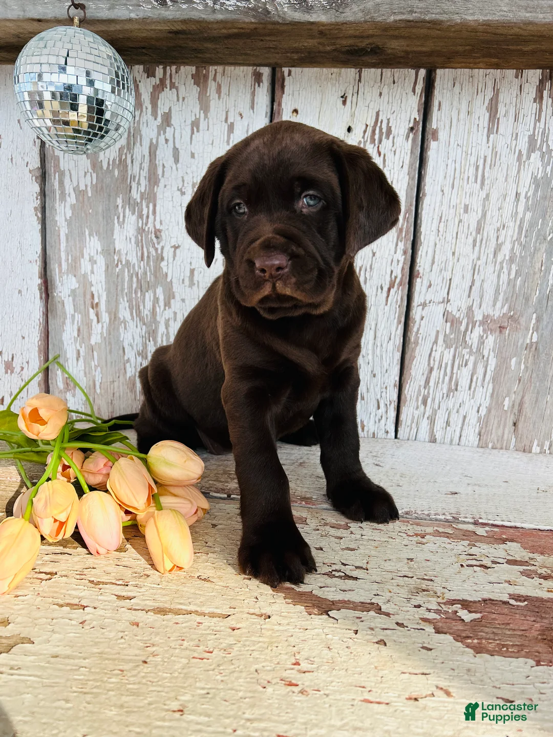 Labrador Retriever dogs for sale: Luna - Ad 2