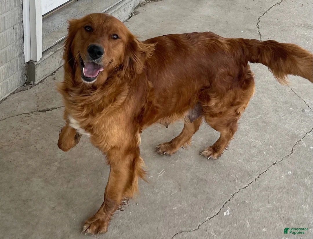 Golden Retriever dogs for sale: female golden retriever puppy - Ad 8