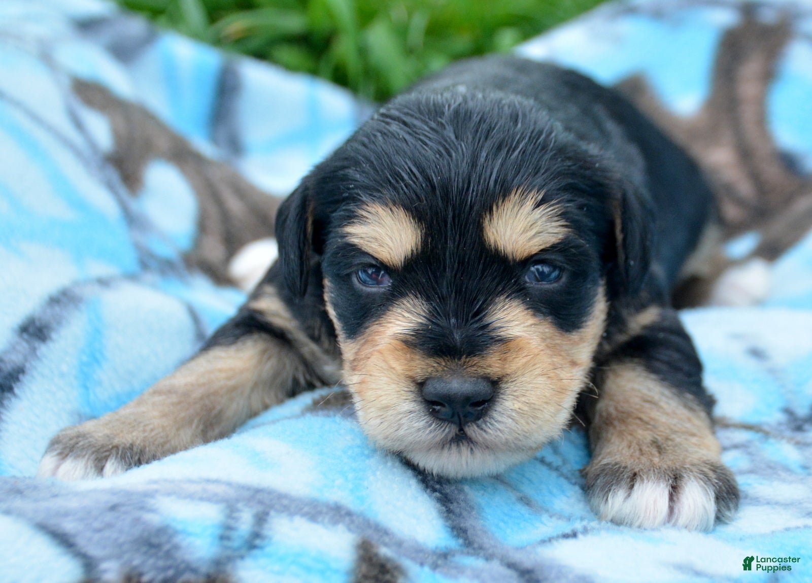 Miniature Schnauzer dogs Miniature Schnauzer Missy - Ad 21