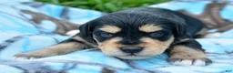 Miniature Schnauzer dogs for sale: Miniature Schnauzer Missy - Ad 6