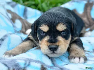 Miniature Schnauzer dogs Miniature Schnauzer Missy - Ad 21