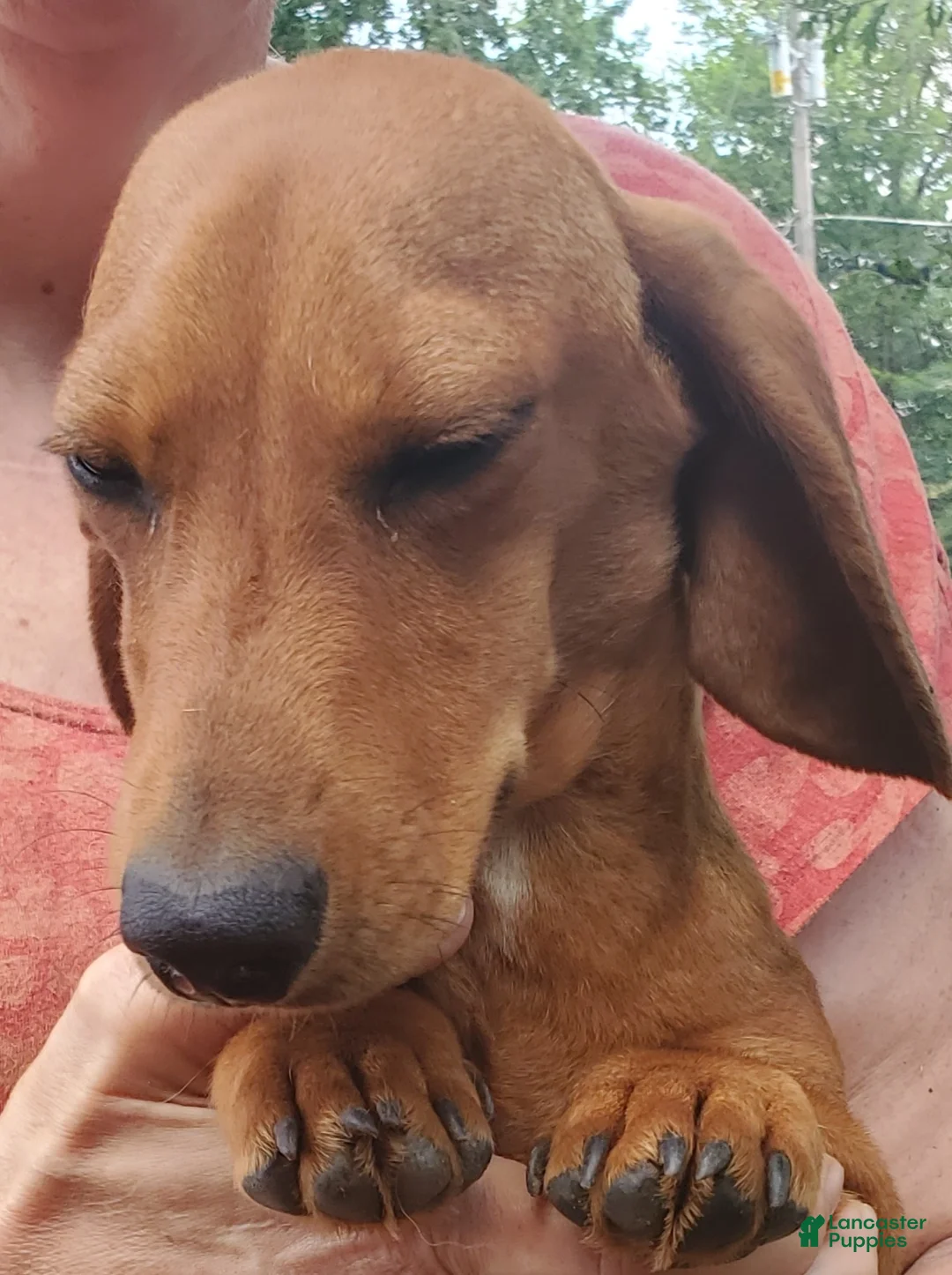 Dachshund dogs for sale: Jolly - Ad 15