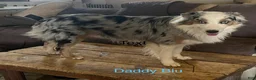 Australian Shepherd dogs for sale: Australian Shepherd 1 - Ad 3