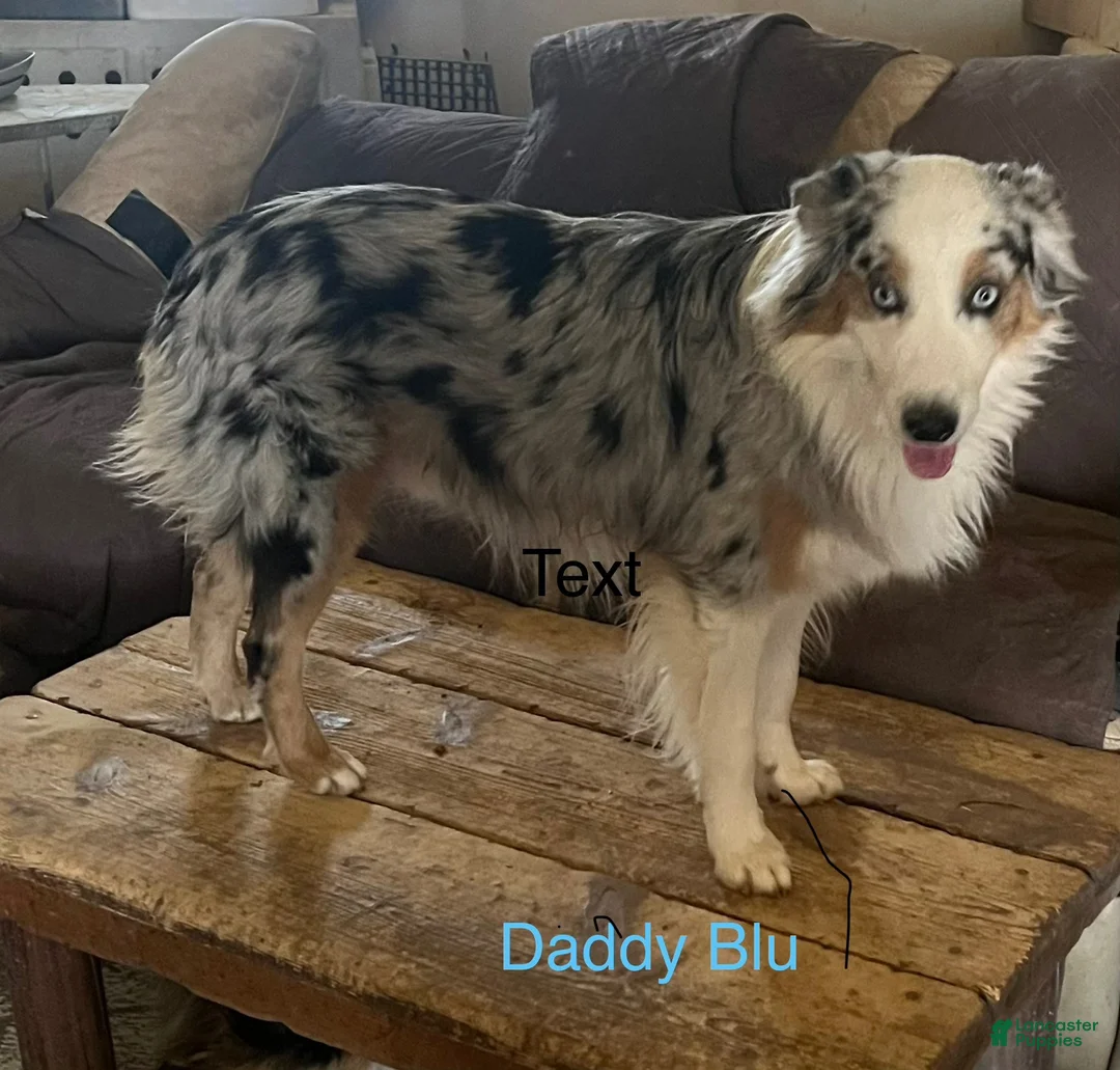 Australian Shepherd dogs for sale: Australian Shepherd 2 - Ad 3