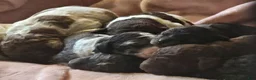 Newfypoo dogs for sale: Dr. Pepper - Ad 9