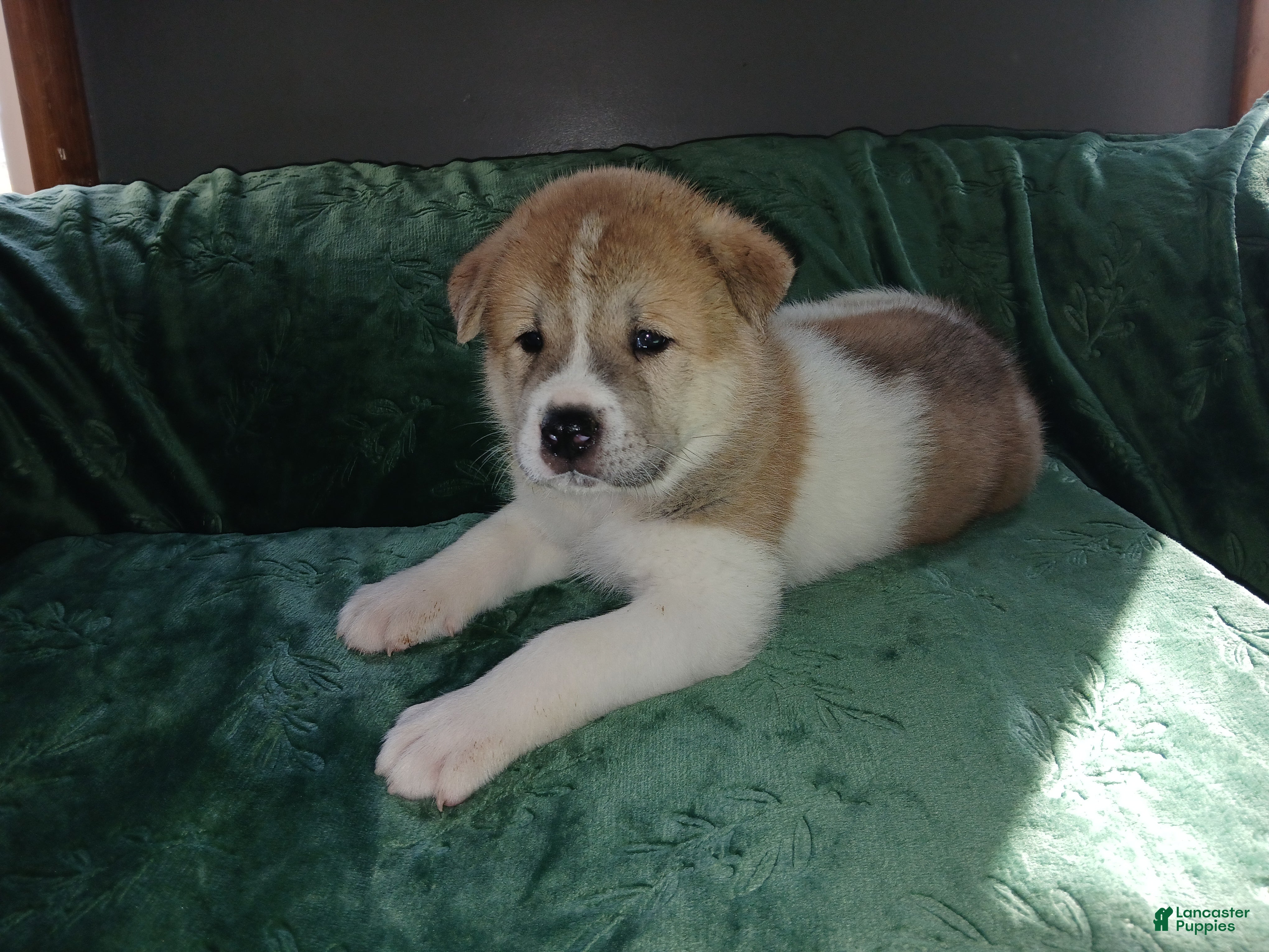 Akita dogs Aspen - Ad 1