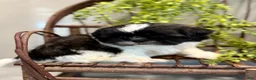 Shih Tzu dogs for sale: AKC SAMMI - Ad 6