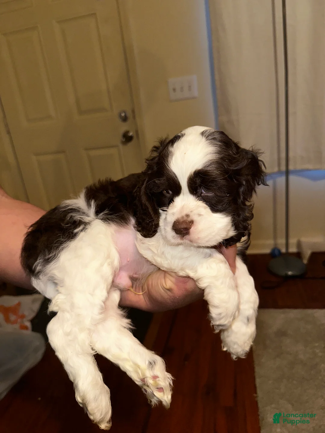 Cocker Spaniel dogs for sale: Cowboy  - Ad 4
