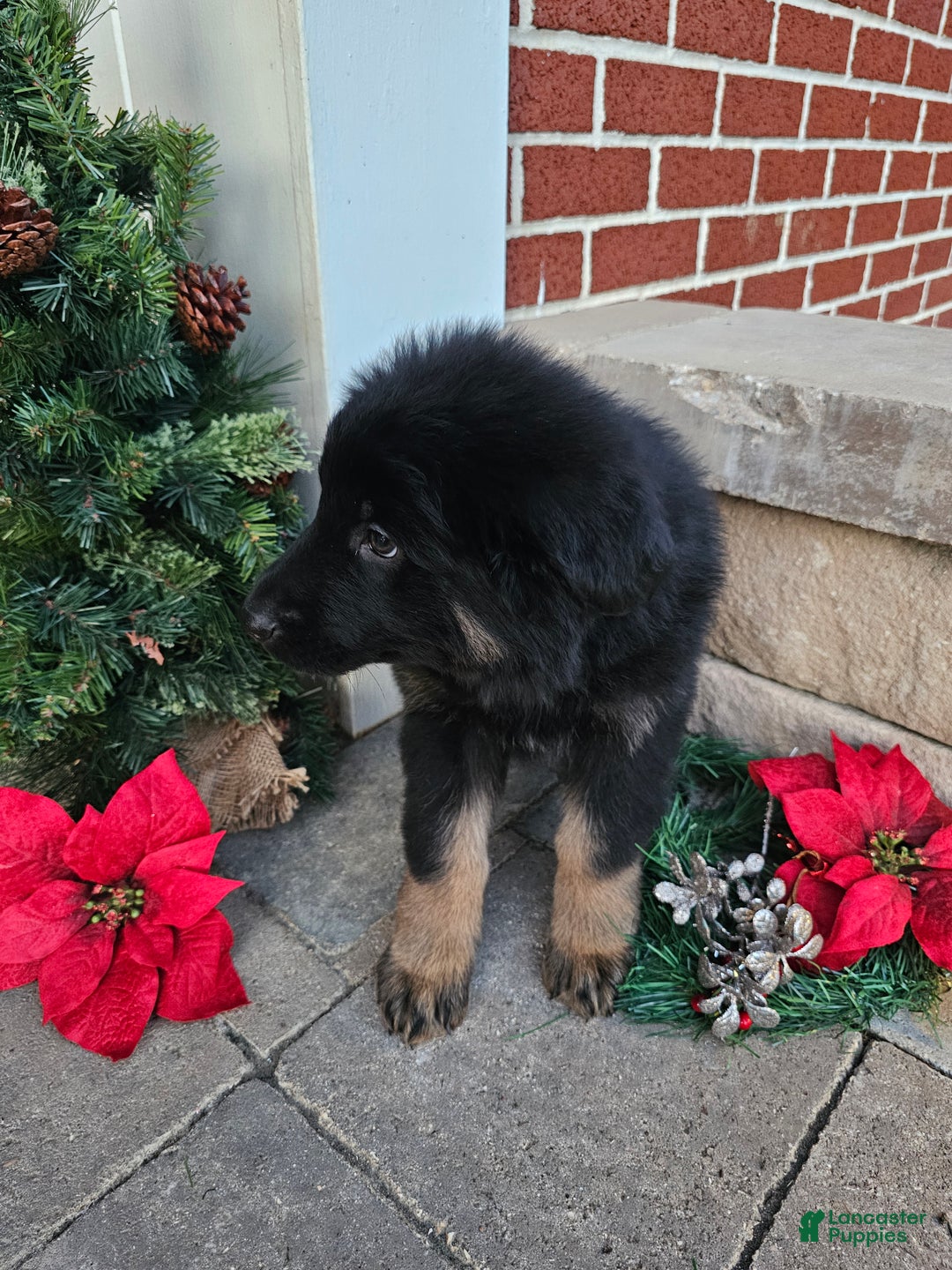 German Shepherd dogs for sale: Max - Ad 3