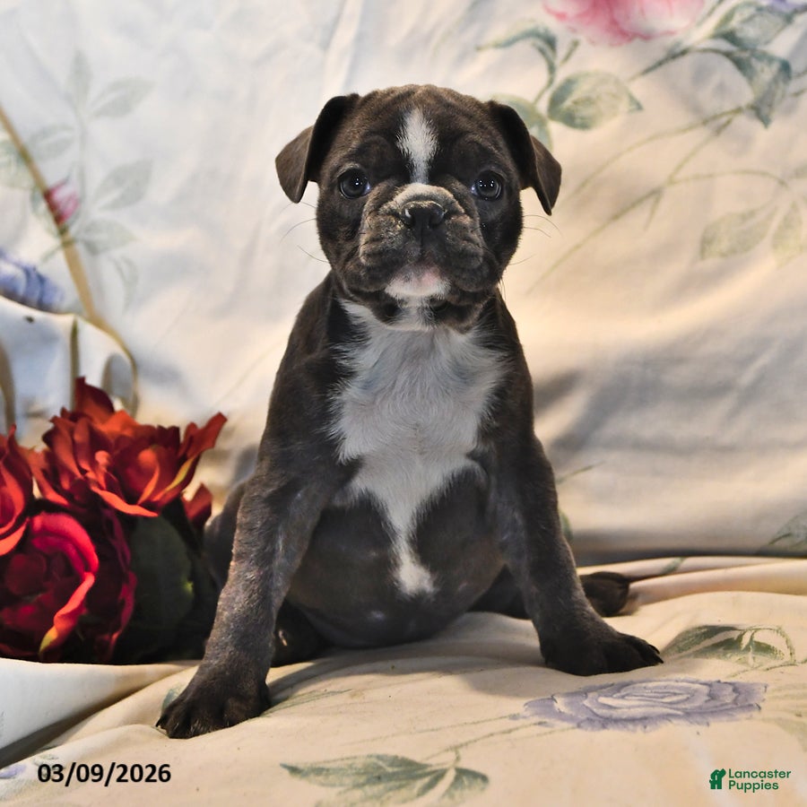 Frenchton dogs Moonbeam - Ad 1