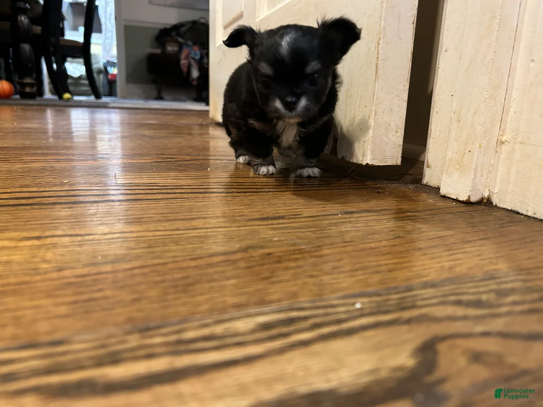 Chihuahua dogs for sale: Chihuahua Puppy 1 - Ad 3