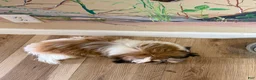 Shih Tzu dogs for sale: Meredith  - Ad 4