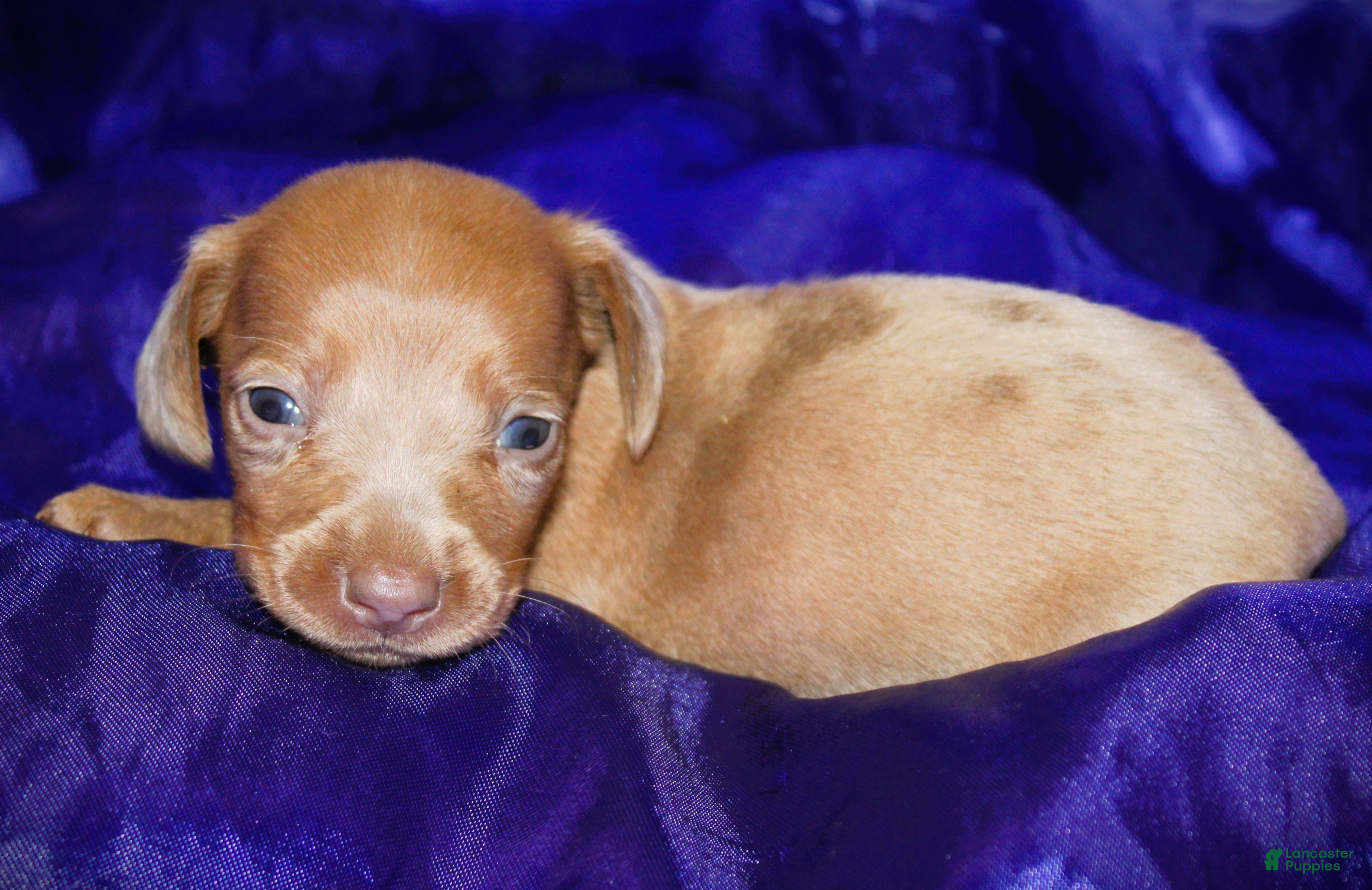 Dachshund dogs Nausica - Ad 4