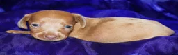 Dachshund dogs for sale: Nausica - Ad 1