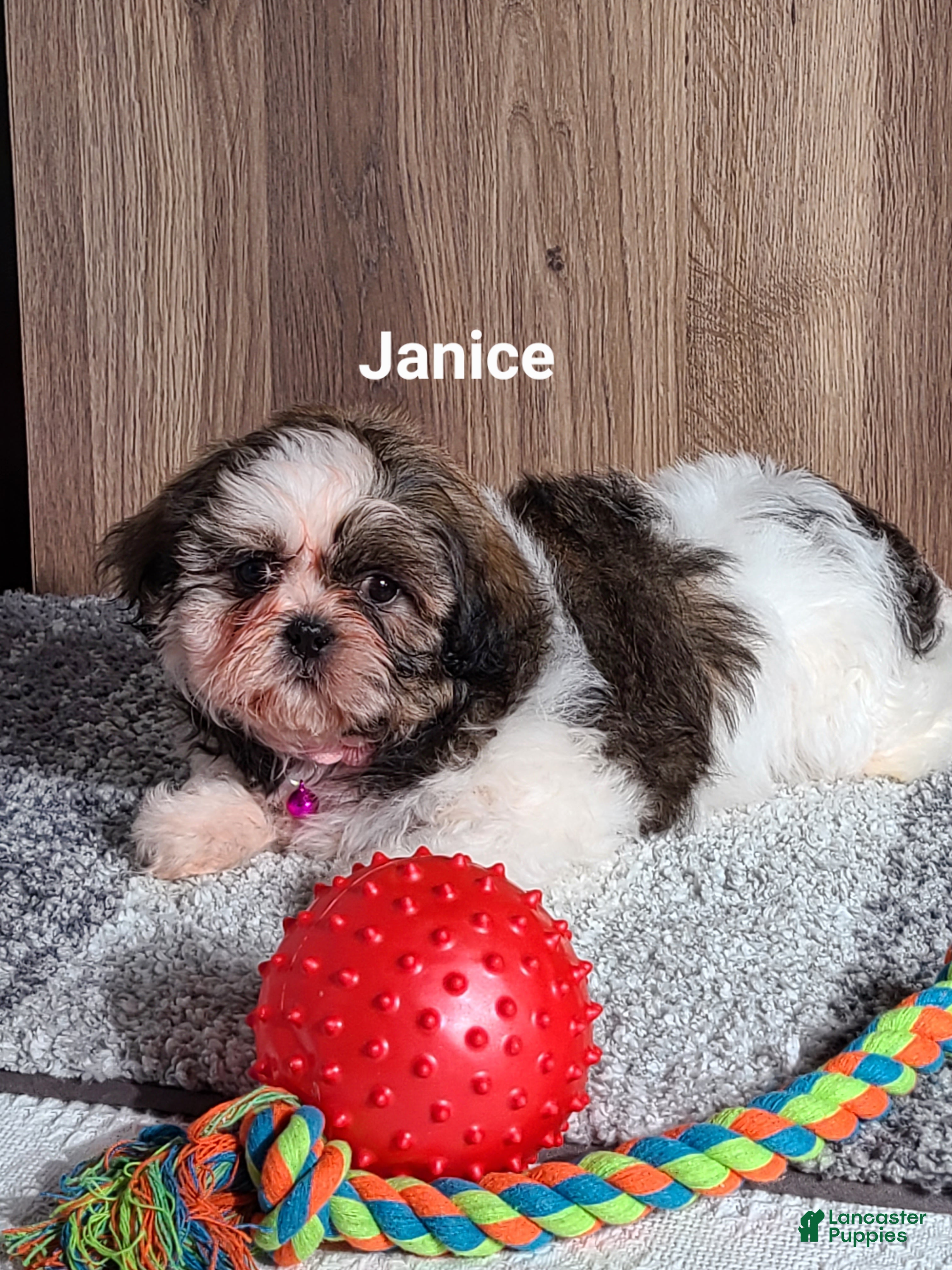 Shih Tzu dogs Janice  - Ad 2