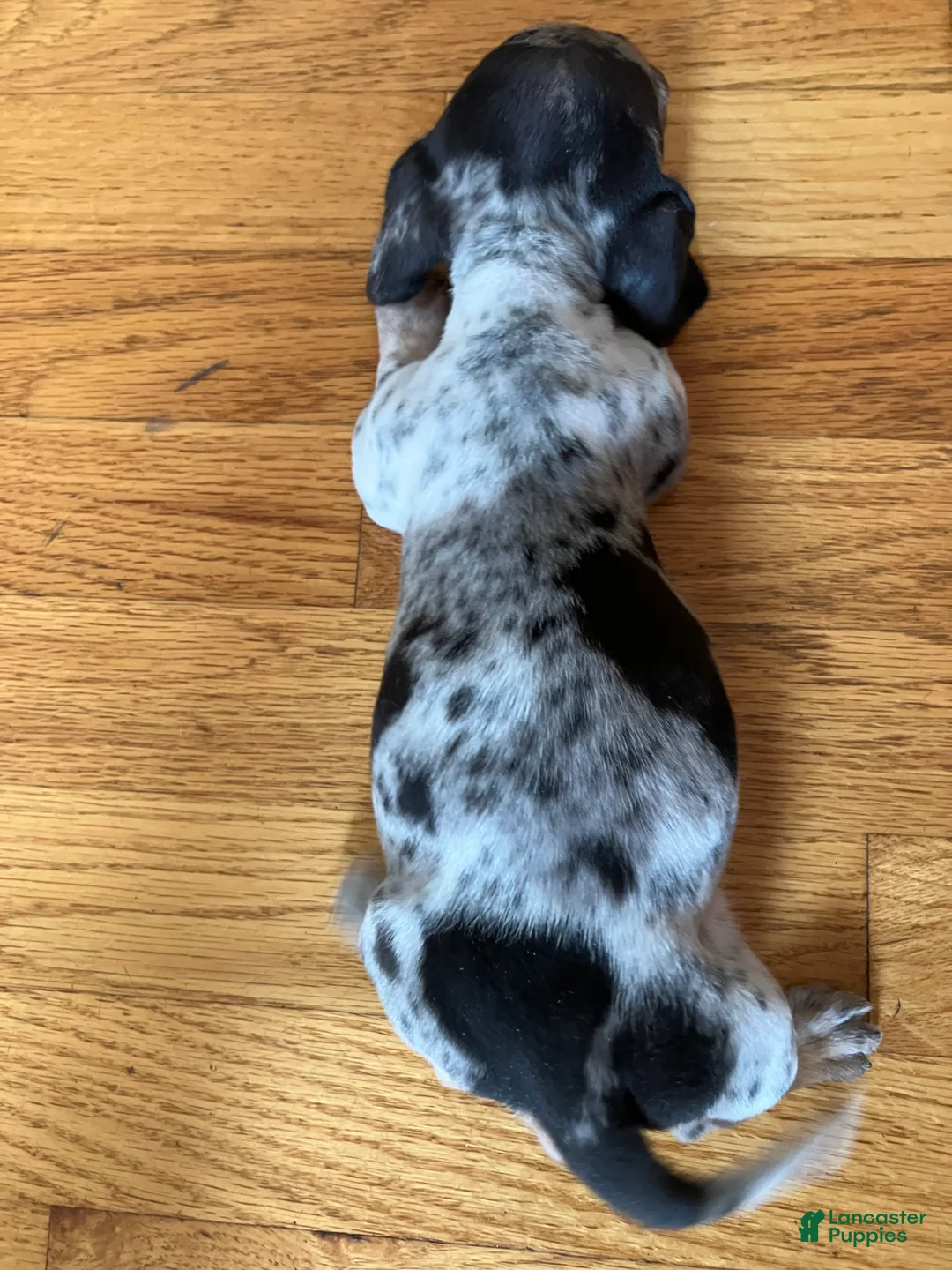 Miniature Dachshund dogs for sale: Akc Rose - Ad 7