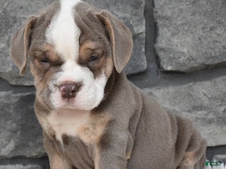 Mixed Breed dogs - Ad 8