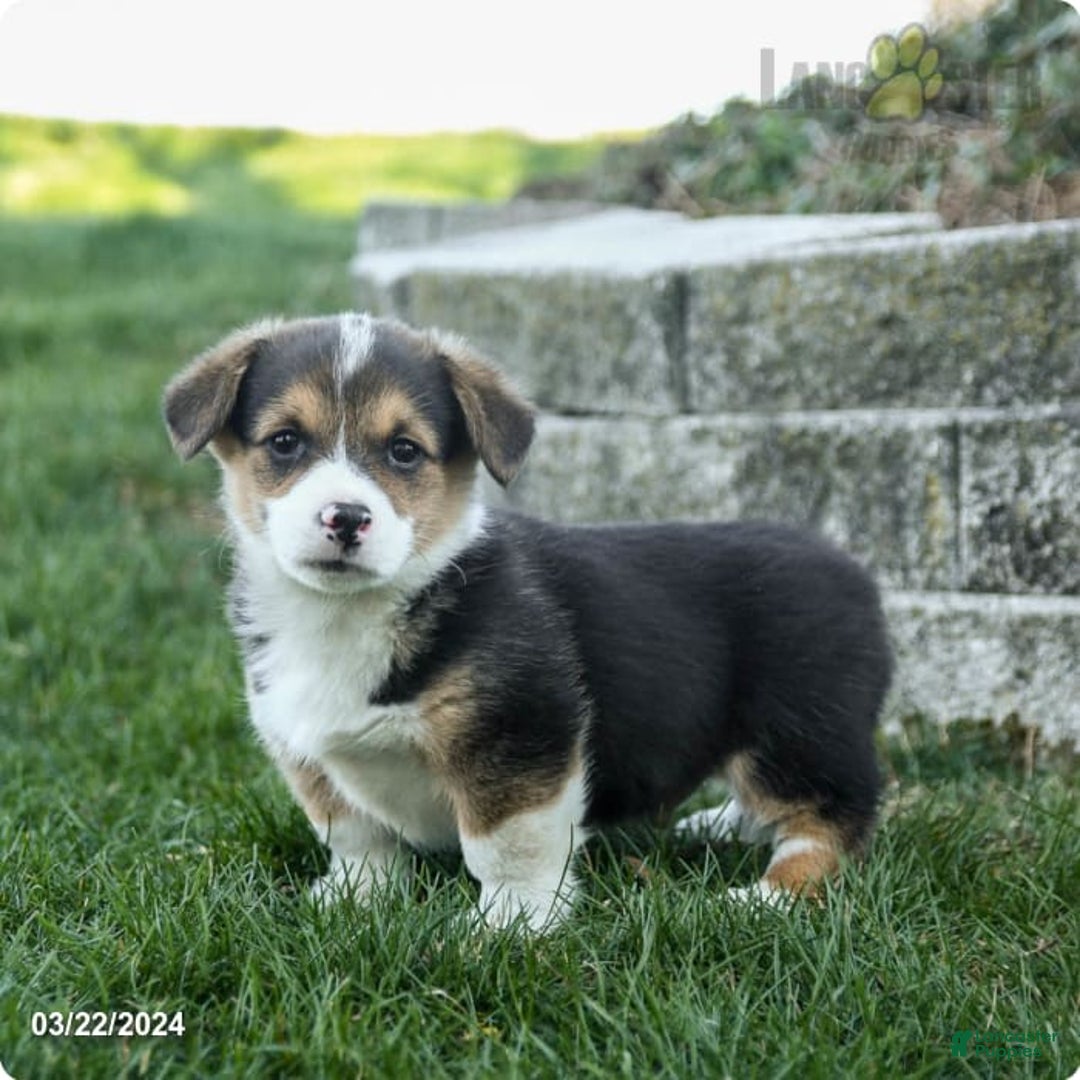 Gallery Image {{count}}