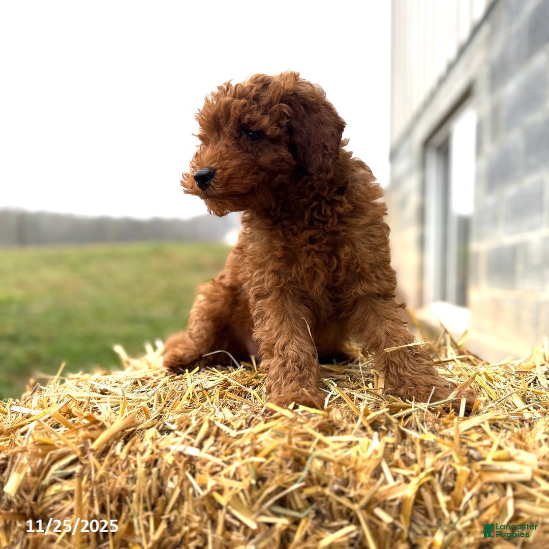 Irish Doodle dogs for sale: Fancy - Ad 10