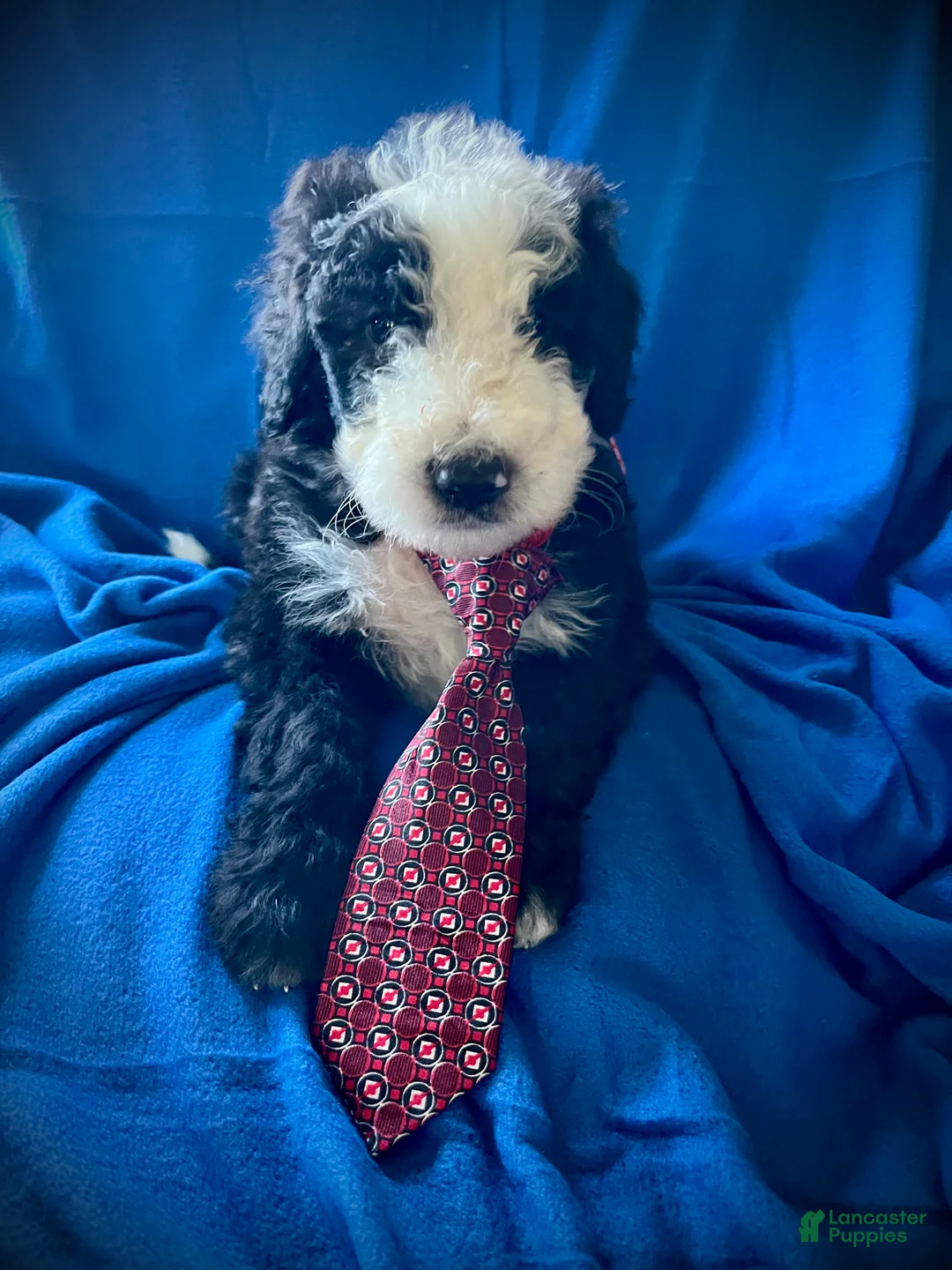 Sheepadoodle dogs for sale: Sheepadoodle Puppy 12 - Ad 1