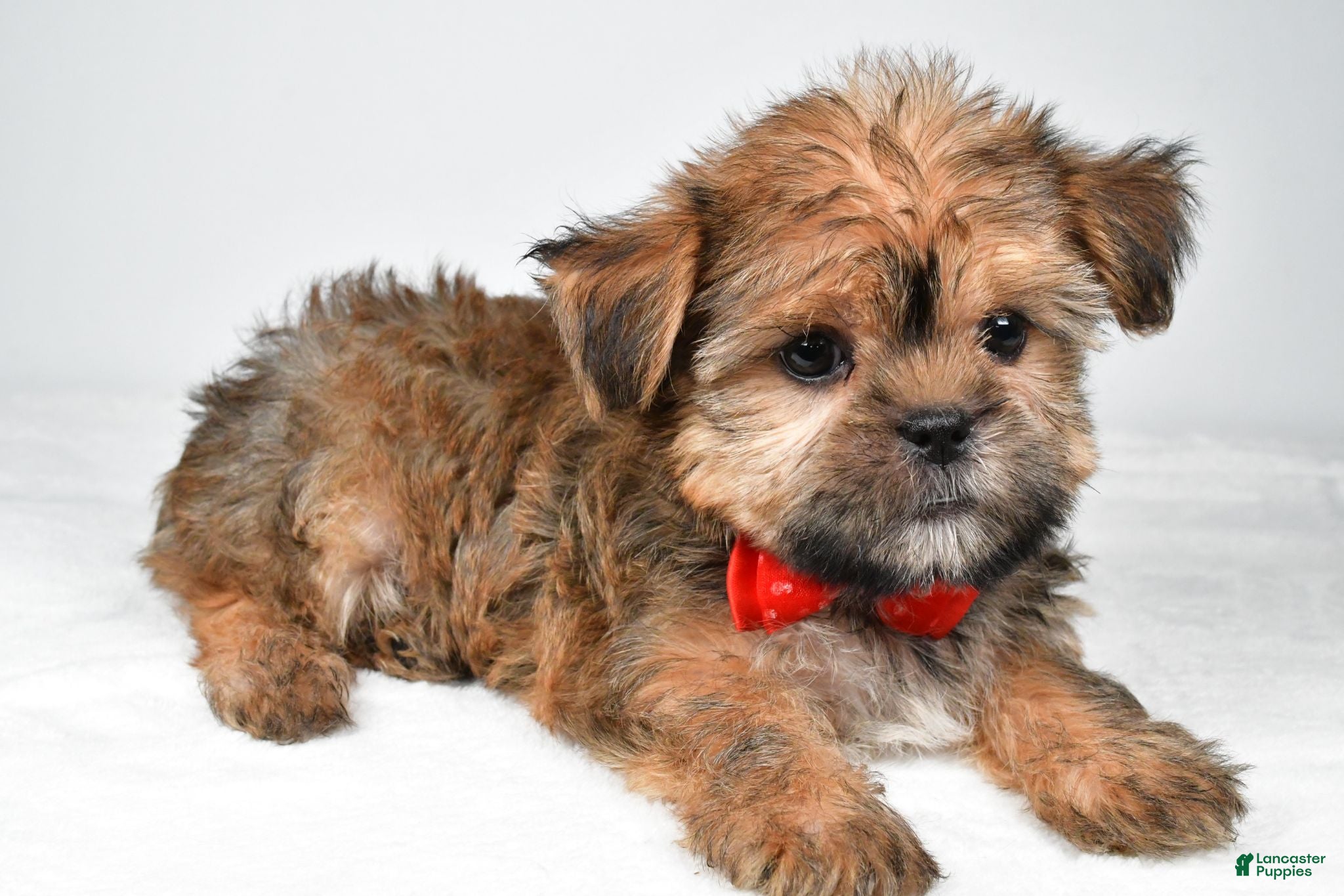 Shorkie dogs Archie - Ad 1