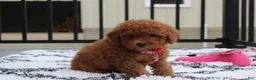 Bichpoo dogs for sale: Trixie - Ad 22