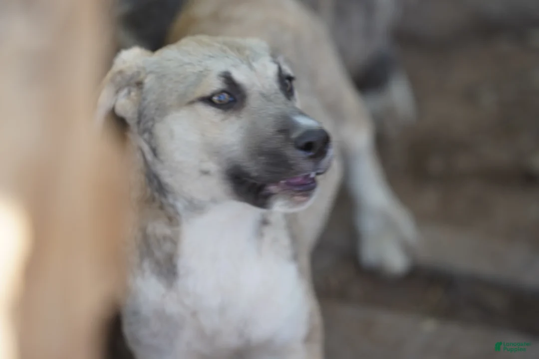 Mixed Breed dogs for sale: Bansky Blonde 3 F - Ad 2