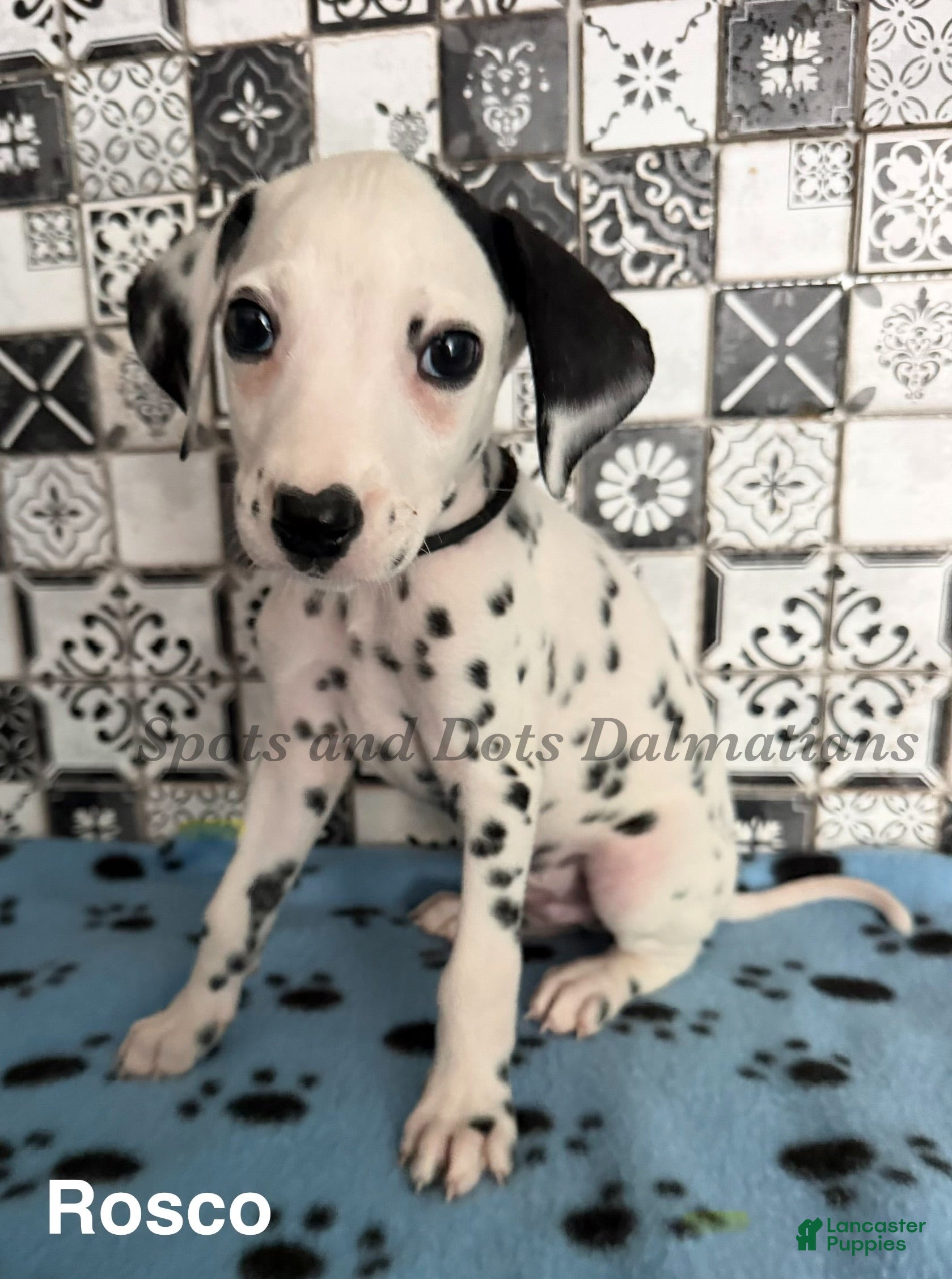 Dalmatian dogs Rosco - Ad 1